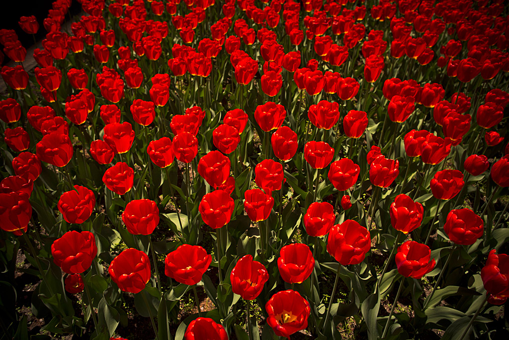 Spring in NYC-image